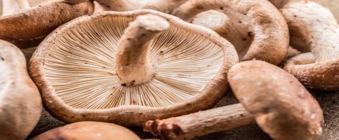 setas shiitake vitamina D sistema inmune 1